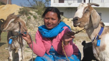 Goat distribution in Thaiba Village
